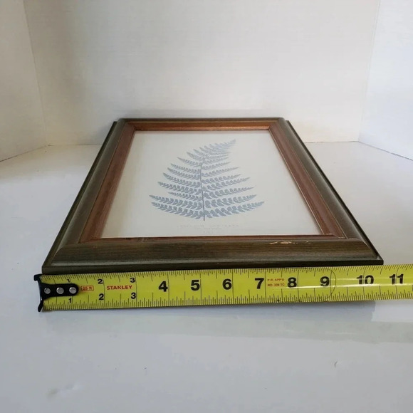 Framed Prints Of Wild Oats & Botanical Fern In  Green Frames Avena Fatua LIX. - Picture 6 of 6